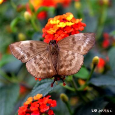 视频云雾拂过，青山半隐于其间！雨后司马台长城风光旖旎